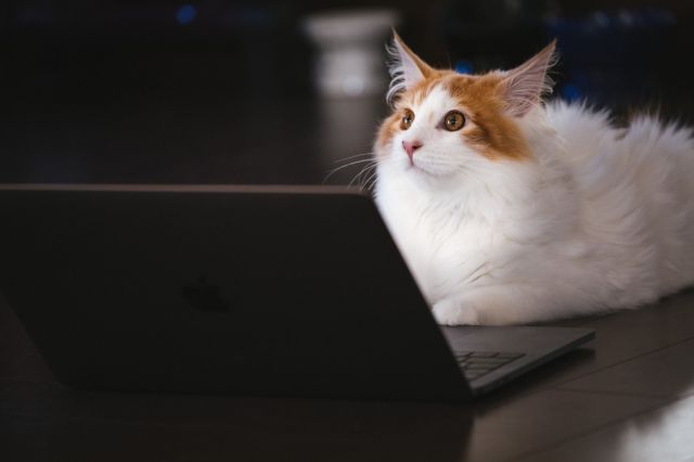 PC前の猫