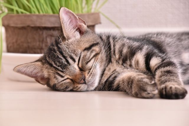 昼寝をする猫