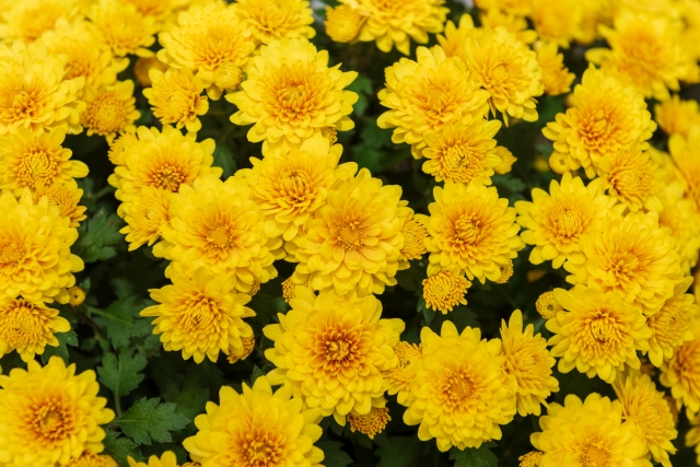 黄色い菊