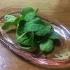 苦い自家製ベビーリーフを何とか食べてみた