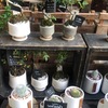 グリーンのある生活を支える貧乏性