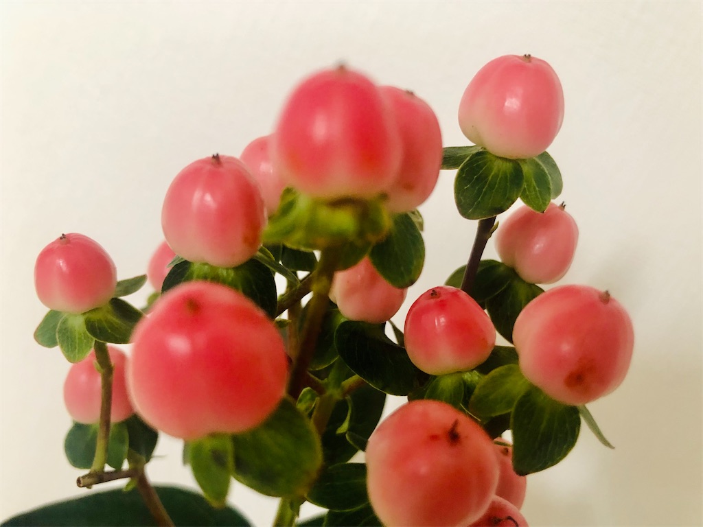 f:id:vidro-man:20220129124902j:image