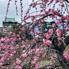 あこがれの東京　いつでも行ける大阪