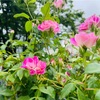 行方不明の娘の話は、現実か妄想か
