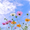 老後の孤独と誘われるうちが、花